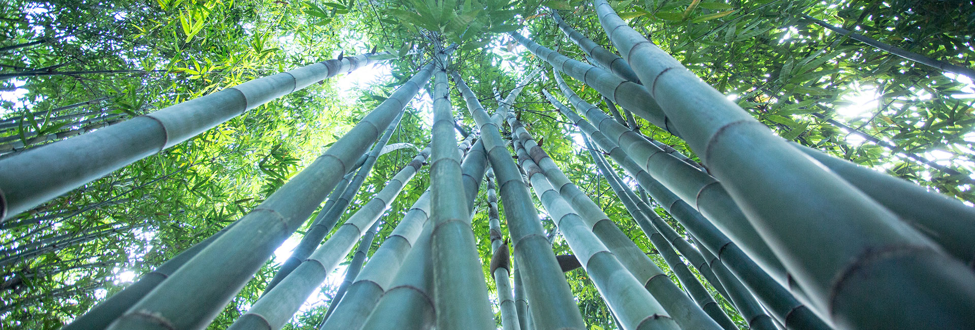 Bambus material